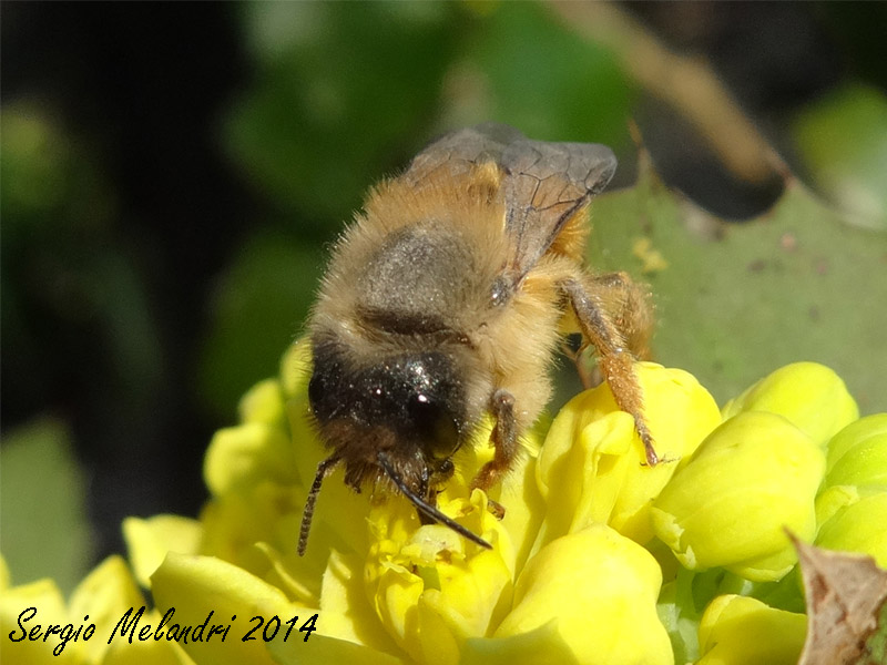 Osmia rufa, femmina